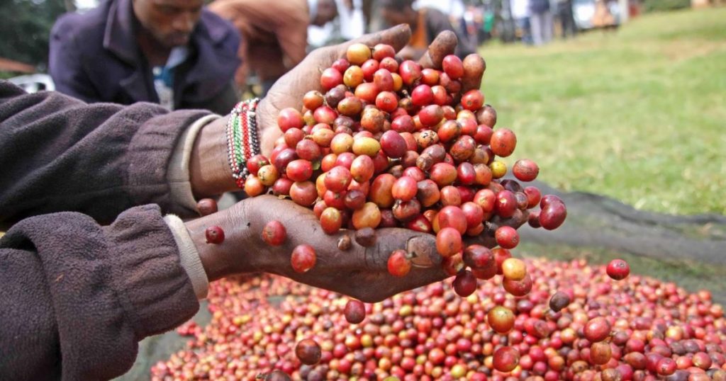 KALRO Launches Nationwide Coffee Farming Initiative to Boost Production by 2027